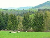 2 Blick ueber Beweidungsflaeche